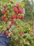 Расад Ягоди и Малини , снимка 3