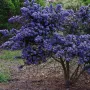 Цеанотусът (Ceanothus) или калифорнийският люляк Налични 3 вида, снимка 10