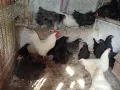 Австролорп черен,син кокошки 8месеца , снимка 1