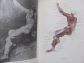 Книга Пластическая анатомия и изображения человека, 1985г., снимка 4