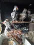 Продавам пиленца Бреговска джинка, снимка 2