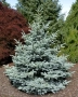 Сребрист смърч, Picea pungens 'Misty Blue', снимка 3