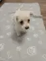болонка           ., снимка 2