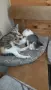Котета 3 м. Родени 17.7, снимка 4