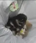 Померан померан, снимка 4