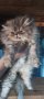 Персийски котета, снимка 5