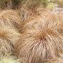Carex comans Bronco, Декоративна трева, снимка 3