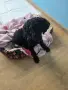 Пудел сладък мини, снимка 2