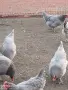 Яйца за люпене от маран синьо сребро , снимка 2