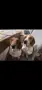 Дакел пиебалд piebald dachshund , снимка 7