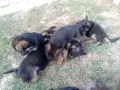 Немска овчарка бебе, снимка 2