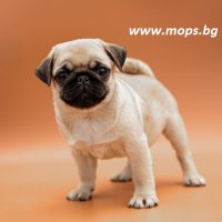 Единствено Мопс България ООД предлага на българския пазар  чистокръвни бебета Мопс с родословие, снимка 6 - Мопс - 5958194
