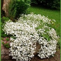 Гипсофила(каскадна)-бяла и розова, снимка 3 - Градински цветя и растения - 38121803