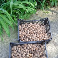 Градински орехи от Витоша , снимка 1 - Домашни продукти - 37000285