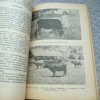 Родопското късорого говедо и резултати от кръстосването му със софийското кафяво говедо. Рядка, снимка 3 - Специализирана литература - 29803524