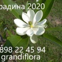 Магнолия - Magnolia НАЛИЧНИ 24 ВИДА Студоустoйчиви, снимка 10 - Градински цветя и растения - 28046229