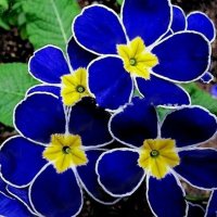 100 бр редки семена от цвете цветя синя вечерна иглика лесни за засаждане в градината градински деко, снимка 7 - Стайни растения - 37707697