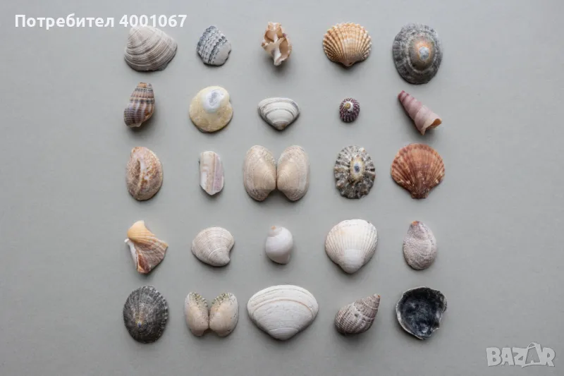 морски дарове ( всичко за 10 лева ), снимка 1