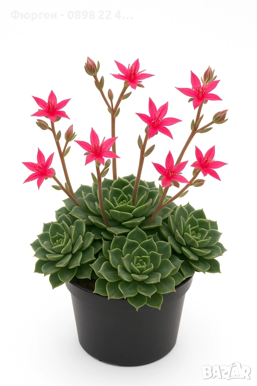 Ехеверия „Испанска звезда“ – сукулент с яркорозови цветове, снимка 1