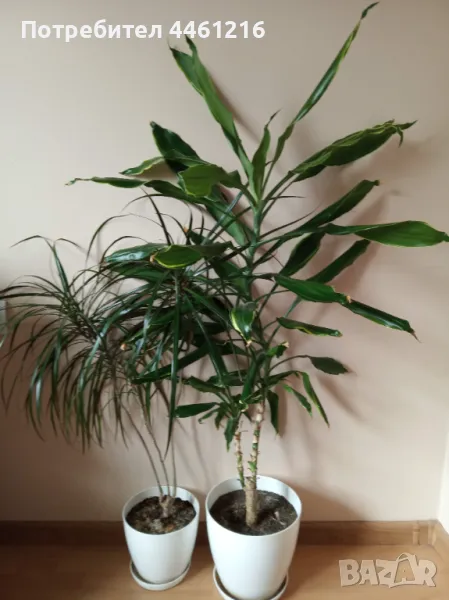 Цветя, палми, драцена, снимка 1