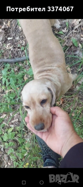 Кучета за трюфели , снимка 1