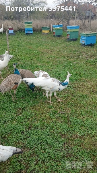 продавам пауни сребърни ,сребърни арлекини,Бели ,обикновени Индийски , снимка 1