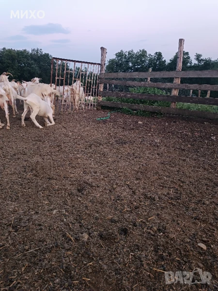 Свободни ярета , снимка 1