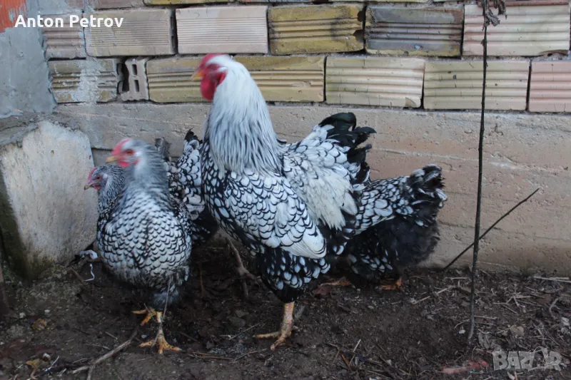 Продавам яйца от Сребърен Виандот, снимка 1