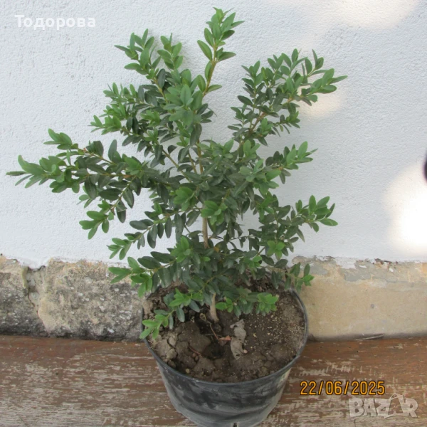 чемшир , снимка 1