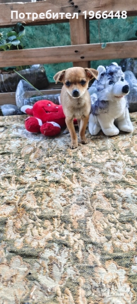 Пинчери за любящи хора, снимка 1