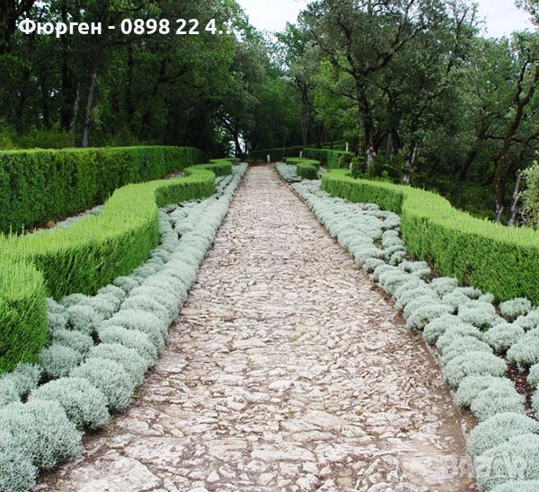 Сантолина Сребриста  , снимка 1