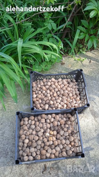 Градински орехи от Витоша , снимка 1