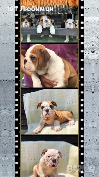 Английски булдог, снимка 1