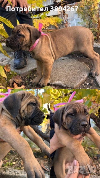 Продавам кученца кане корсо на 2 месеца. С поставени ваксини, здравни книжки. Хранят се самостоятелн, снимка 1