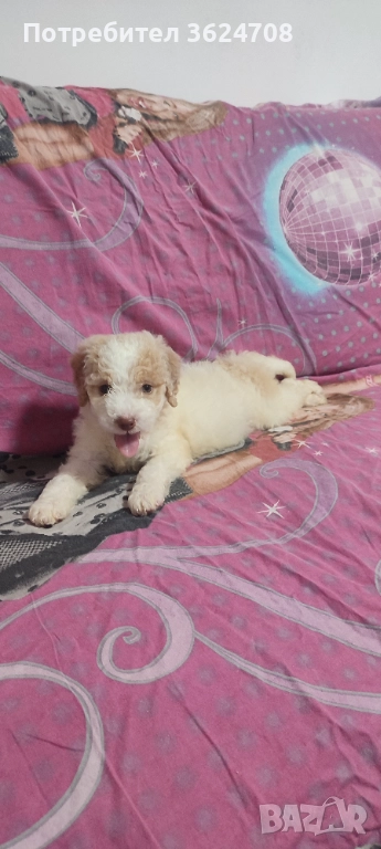 Продавам кученце Лагото Романьол, снимка 1