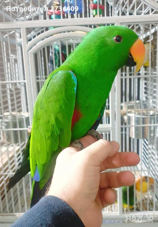 Еклектус , снимка 1