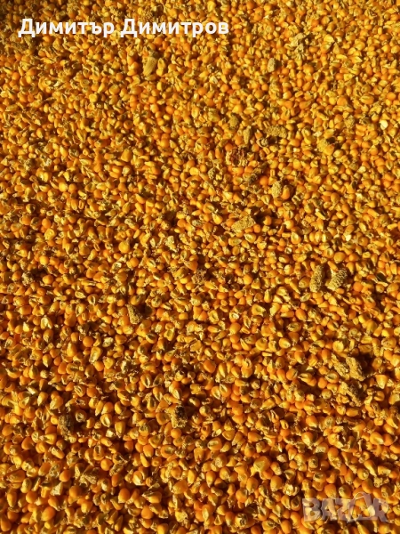 царевица реколта 2025, снимка 1