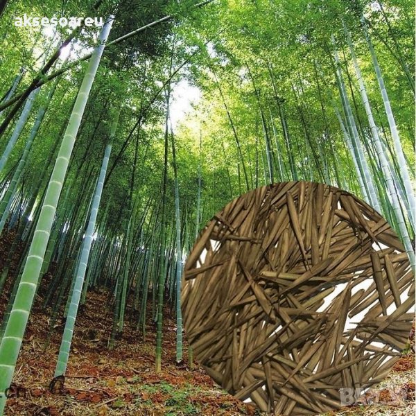 Семена от гигантски бамбук Moso Bambo градински горски декоративни растения декорация за градината д, снимка 1