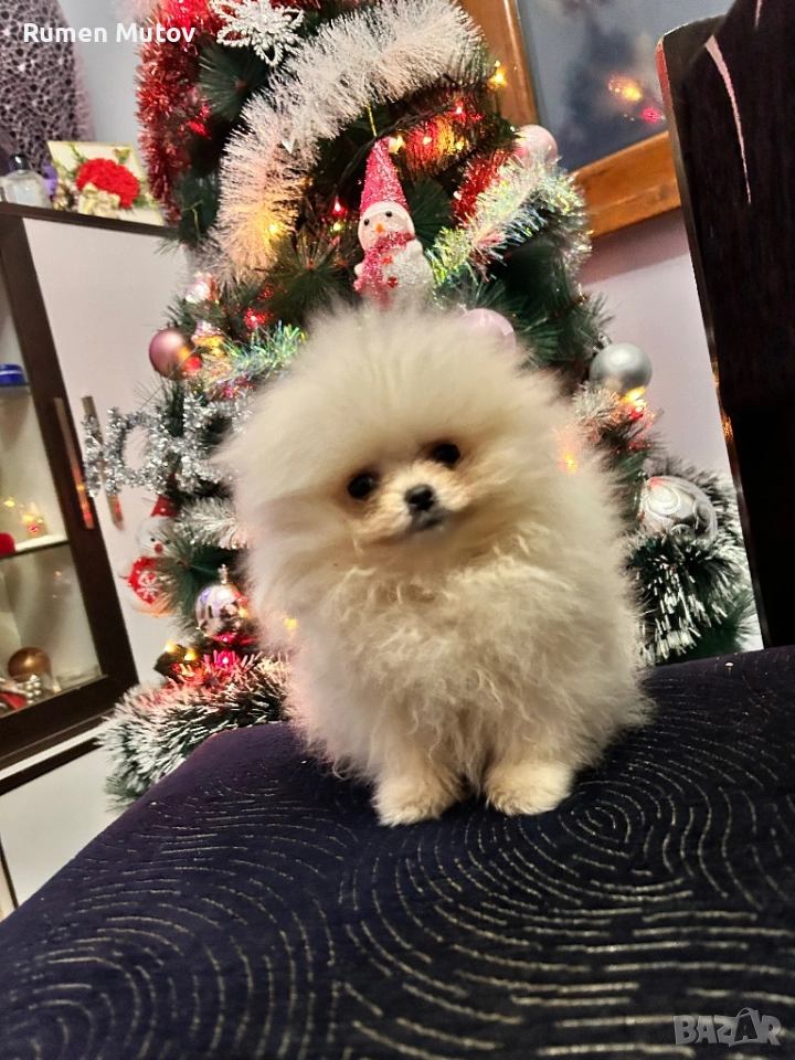 Померан , снимка 1