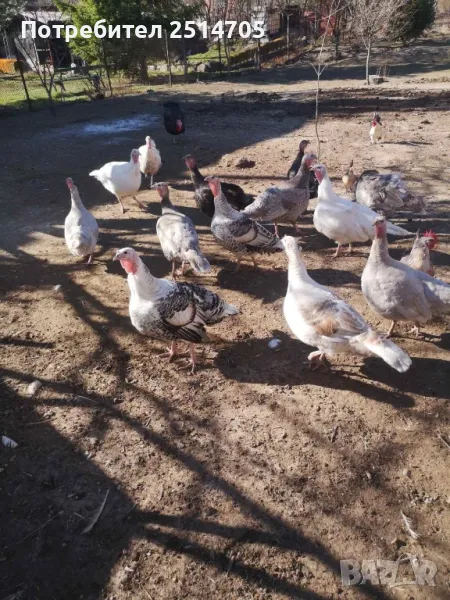 Пуешки яйца за люпене, снимка 1