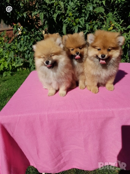 Померан померани снимки от днес 04.10.2025г Гр. София, снимка 1