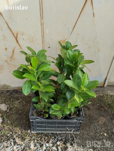 Лавровишна - жив плет, снимка 1