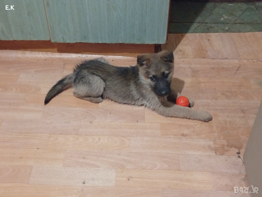 Немска овчарка женска , снимка 1