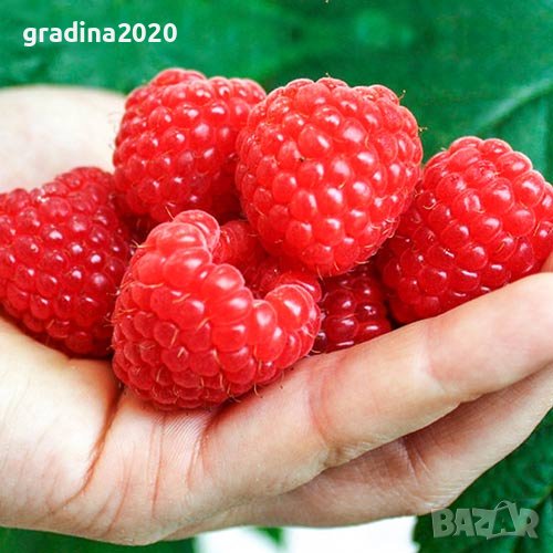     Малина Химбо Топ - Himbo Top, снимка 1