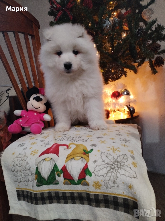 Прекрасно женско самоедче, снимка 1