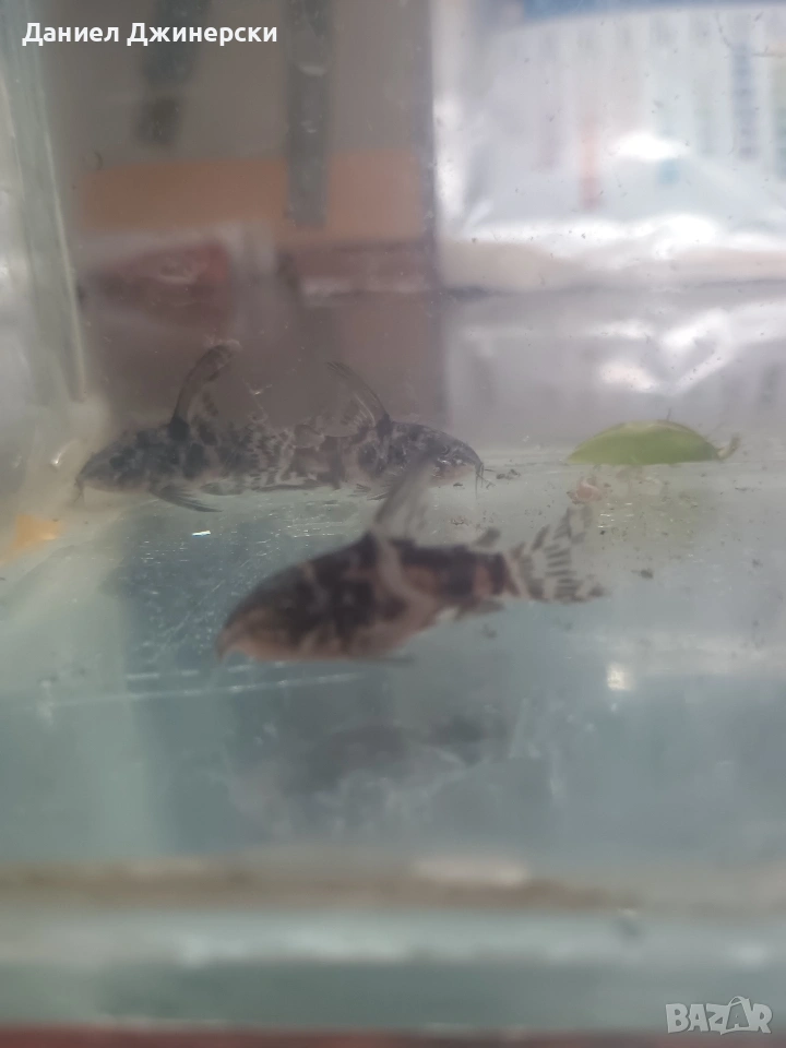 сом Коридорас (тигрово сомче), снимка 1