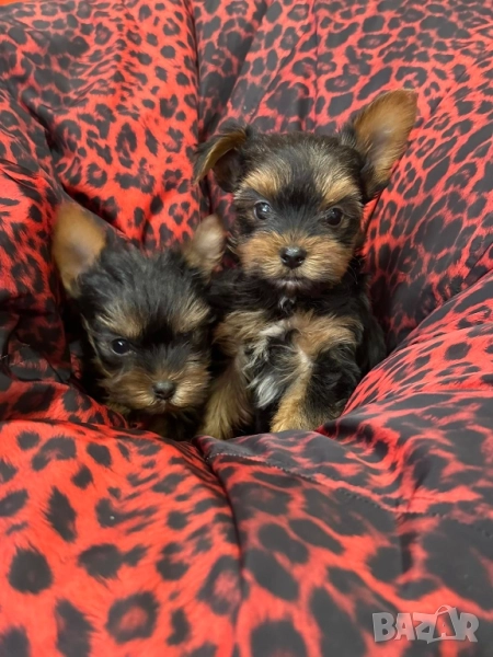 Мини йоркширски териер , снимка 1