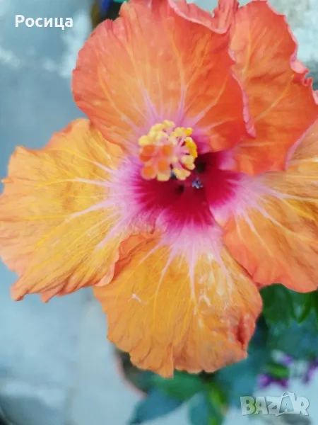 китайска роза , снимка 1