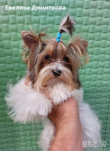 Йоркширски териер момче блубери, снимка 1