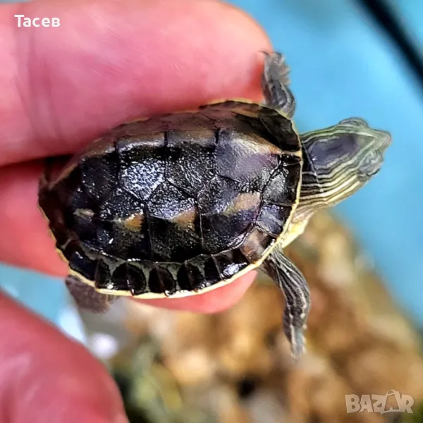 Водни костенурки, снимка 1